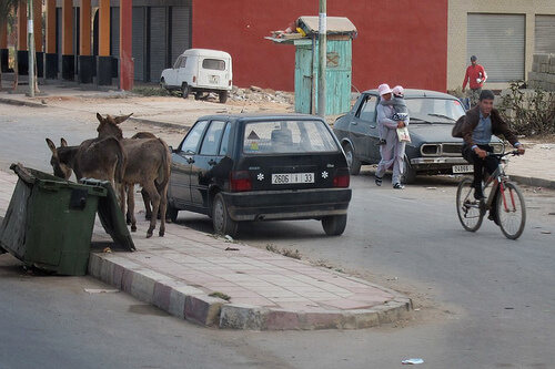 Donkeys in Casablanca